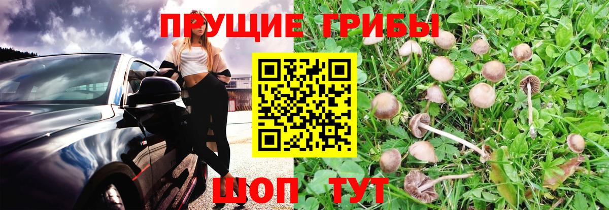 Усть-Илимск  Галлюциногенные грибы Psilocybine cubensis  Псилоцибиновые грибы ЛСД  Вход с VPN 